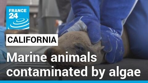 Sea lions and dolphins contaminated by algae overwhelm volunteers in California